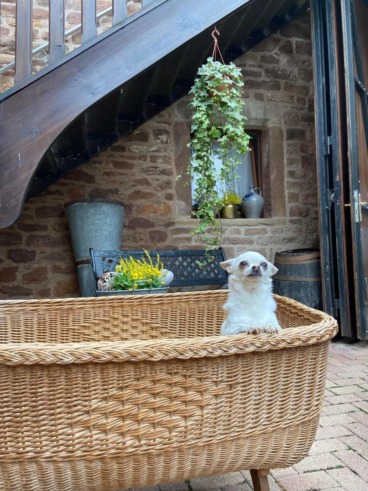 Bed and Breakfast Relais Du Dompeter Molsheim Esterno foto